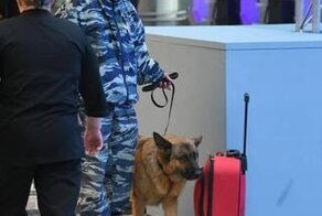 Депутат "заминировал" самолёт в Пулково ради справедливости