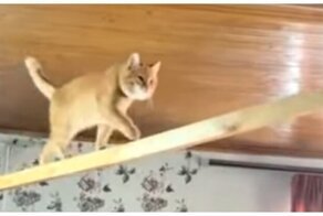 Умные дрессированные коты
