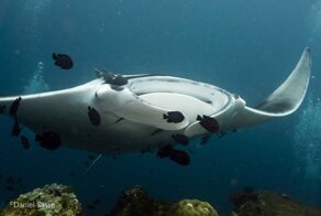 Морские гиганты: фотограф делает завораживающие снимки скатов под водой
