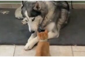 Забавный котёнок решил помериться силами с псом