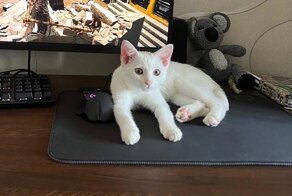 Как котенок Беляш и собака Нонна нашли хозяев на фотовыставке. Истории животных из приютов