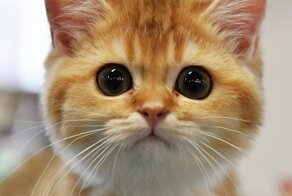 Котенок пытался пробраться на встречу Мишустина со своим киргизским коллегой