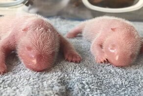 Милота дня: в Китае панда родила близнецов