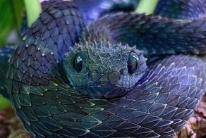 15 фотографий животных, за милым личиком которых прячется расчётливый хищник