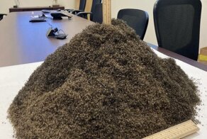 Зачем энтомологи позволяют комарам себя кусать