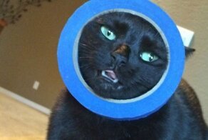 И смех и грех: дурашливые животные, которые застряли в неожиданных местах