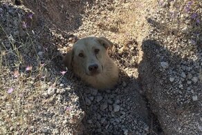 Турок спас собаку и семеро ее щенят, погребенных под оползнем