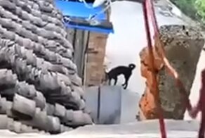 Дёшево и сердито:  пчеловод защищает своих пчёл от шершней