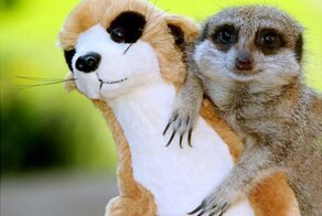 Животные с плюшевыми игрушками (33 фото)