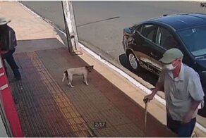 Уличный пёс стащил жареного цыпленка из припаркованного автомобиля