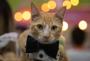 В Таиланде прошла выставка рыжих котов