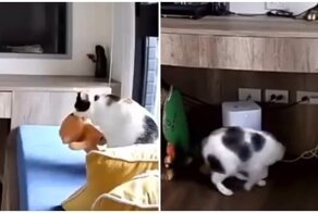 Кошечка подумала, что её любимая игрушка проголодалась и решила исправить ситуацию