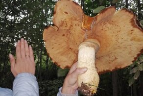 Гигантский гимнопил: что это за гриб, и почему его собирают, если он несъедобный?