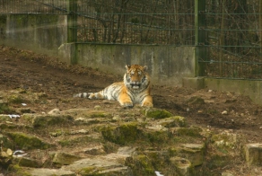 Новый друг тигра (20 фото)