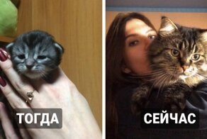 17 котят, доказавших, что даже из маленького заморыша можно превратиться в прекрасного кота королевских кровей
