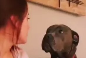 Сделай "гав": реакция собак на лай хозяев