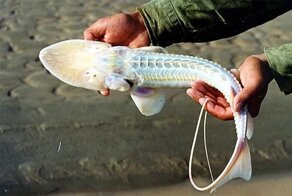 Амударьинский лжелопатонос: «Рыба-пришелец» из мутных вод Азии. Скоро вид действительно покинет Землю — исчезнет вместе с рекой, где живёт