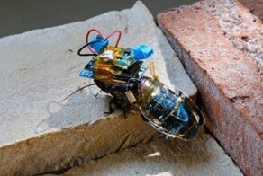 Ученые создали таракана-киборга на солнечных батареях и с дистанционным управлением