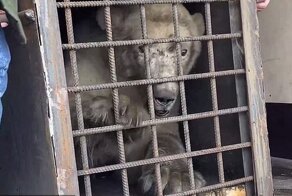 На Диксоне нашли белого медведя с множественными огнестрельными ранениями