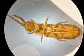 Коллемболы: Эти миллиметровые существа — основа пищевых цепей большинства экосистем. Они даже примитивнее насекомых. Кто же они?