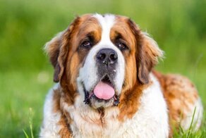 Как мультяшные собаки  выглядят в жизни