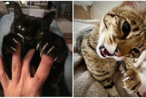 10 забавных снимков котиков, которые показали хозяевам коготки