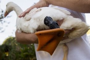 Гусю-инвалиду напечатали лапку на 3D-принтере