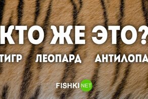Угадайте животное по его камуфляжному окрасу