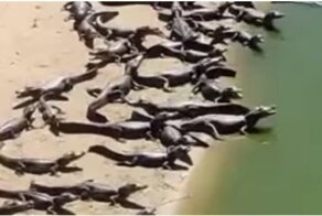 Жители бразильского региона Пантанал вылезли позагорать