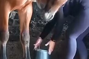Любительница лошадей оказалась в западне