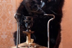 Под маской Бегемота