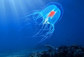 Учёные впервые нашли ключ к бессмертию медуз