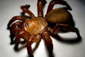 Африканский паук-каменщик: Плетёт из паутины целую нору, которая превращается в капкан смерти для проходящих мимо существ