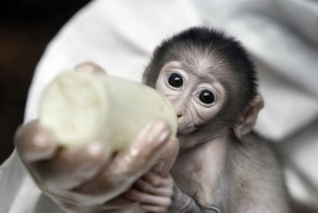 Очень стеснительная обезьянка (8 фото)