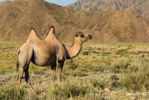 Сколько горбов будет у верблюжонка, если у одного из родителей их два, а у второго – один?