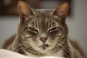 15 кошек, которые ежедневно осуждают ваш выбор