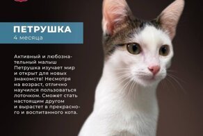 На ВДНХ пройдет&nbsp;фестиваль-пристройство животных из городских приютов⁠⁠