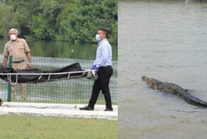 В Мексике гигантский крокодил убил мужчину, когда тот купался в Лагуна-дель-Карпинтеро