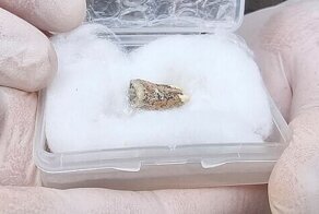 В Грузии раскопали зуб древнего человека, жившего 1,8 млн лет назад