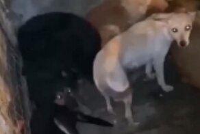 Жители Сочи обнаружили автомобиль с запертыми собаками и бросились на помощь