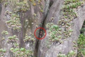 В Бразилии спасатели извлекли из глубокого ущелья абсолютно голого мужчину