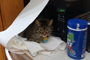 17 фотографий наглых котов, чьё первое имя — пакость
