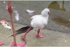 Птенец фламинго учится стоять на одной ноге