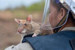 Крысы будут искать людей и "вынюхивать" болезни наравне с собаками