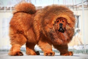 Самые сильные и опасные собаки