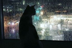 30 атмосферных снимков для тех, кто любит дождь