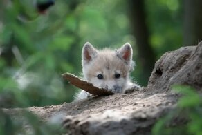 Китайские учёные повернули процесс естественного отбора вспять