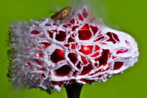 Взрываем… мозг! (21 фото)