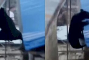 Медведь попытался забраться на крышу дома, чтобы добраться людей
