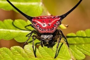 Почти приспешник дьявола: паук Macracantha arcuata